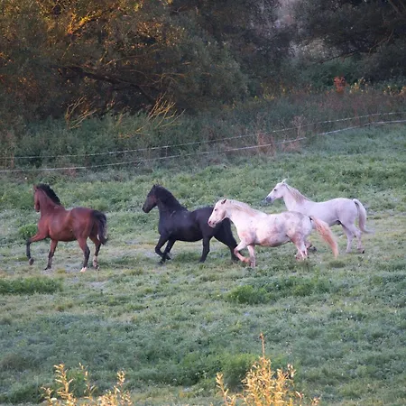 Auerhahn Ferienhaeuser Auerhahn 404 * Hahnenkopf