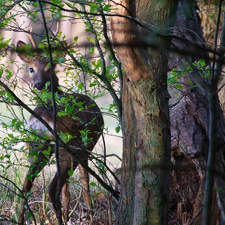 Auerhahn Ferienhaeuser Auerhahn 404 * Hahnenkopf