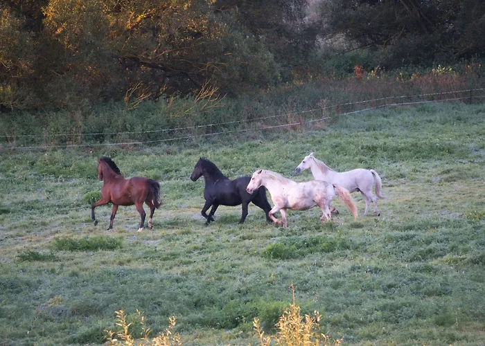 Auerhahn Ferienhaeuser Auerhahn 404 * Hahnenkopf