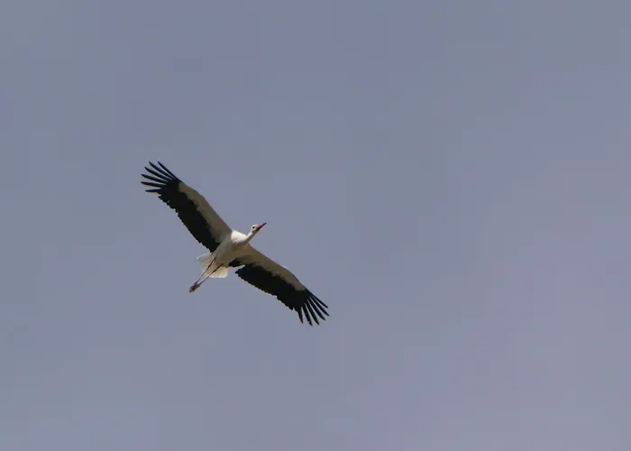 度假居 Auerhahn Ferienhaeuser Auerhahn 404